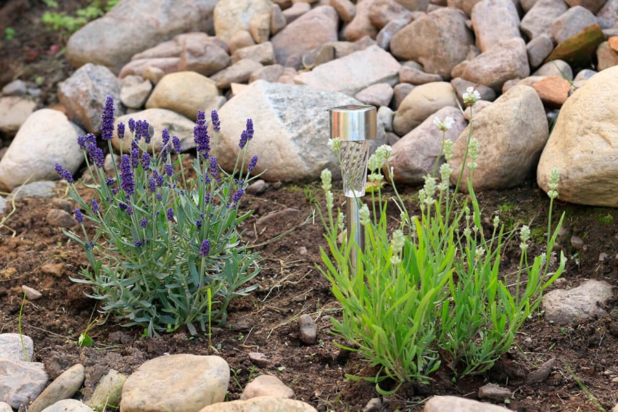 Lavendel - Gartenpflege